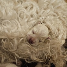 3 Dværgschnauzer, hvid til salg på købhund.dk