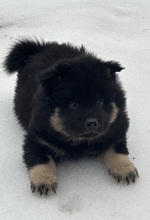 7 Eurasier til salg på købhund.dk