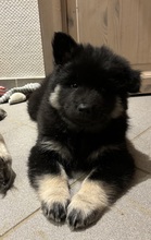 7 Eurasier til salg på købhund.dk