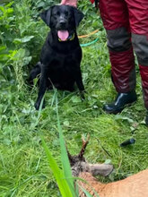 8 Labrador Retriever til salg på købhund.dk