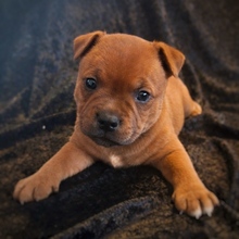 6 Staffordshire Bull Terrier til salg på købhund.dk