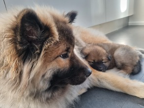 6 Eurasier til salg på købhund.dk
