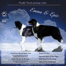 6 Border Collie til salg på købhund.dk