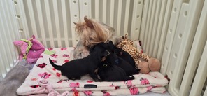 4 Yorkshire Terrier til salg på købhund.dk