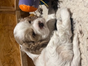 3 Amerikansk Cocker Spaniel til salg på købhund.dk