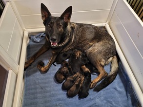 11 Schæferhund, stockhåret til salg på købhund.dk