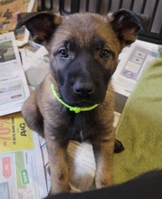 11 Schæferhund, stockhåret til salg på købhund.dk