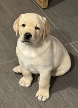 2 Labrador Retriever til salg på købhund.dk