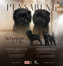 5 Affenpinscher til salg på købhund.dk