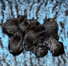 5 Pudel, mellem til salg på købhund.dk