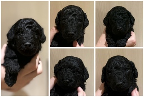 5 Pudel, mellem til salg på købhund.dk