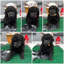 5 Pudel, mellem til salg på købhund.dk