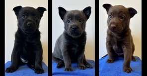 3 Australsk Kelpie til salg på købhund.dk