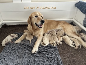 9 Golden Retriever til salg på købhund.dk