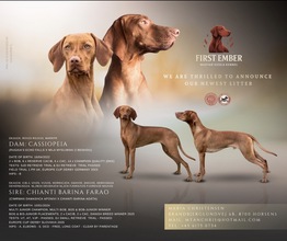 7 Vizsla, korthåret til salg på købhund.dk