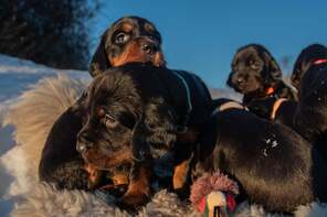 7 Gordon Setter til salg på købhund.dk