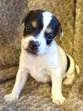 9 Dansk/Svensk Gårdhund til salg på købhund.dk