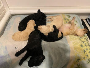 6 Pudel, stor til salg på købhund.dk