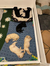 6 Pudel, stor til salg på købhund.dk