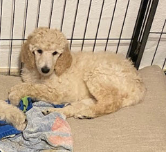 6 Pudel, stor til salg på købhund.dk