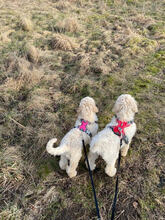 6 Pudel, stor til salg på købhund.dk