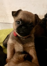 6 Petit Brabançon til salg på købhund.dk