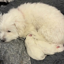 2 Coton de Tulear til salg på købhund.dk