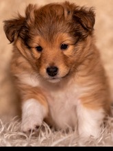2 Shetland Sheepdog til salg på købhund.dk