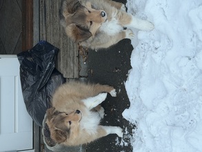 2 Shetland Sheepdog til salg på købhund.dk