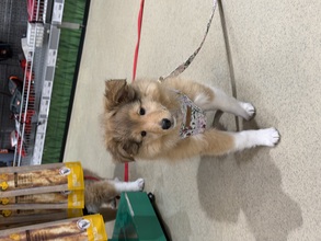 2 Shetland Sheepdog til salg på købhund.dk