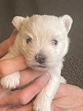 2 West Highland White Terrier til salg på købhund.dk