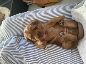 7 Basset Fauve de Bretagne til salg på købhund.dk