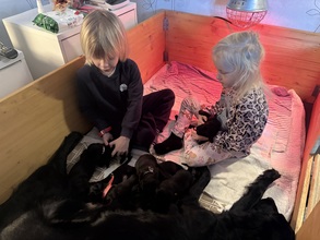 9 Flat Coated Retriever til salg på købhund.dk