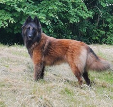 7 Belgisk Hyrdehund, Tervueren til salg på købhund.dk