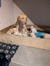 5 Labrador Retriever til salg på købhund.dk