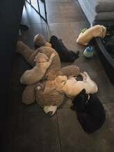 7 Labrador Retriever til salg på købhund.dk