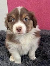 9 Australian Shepherd til salg på købhund.dk