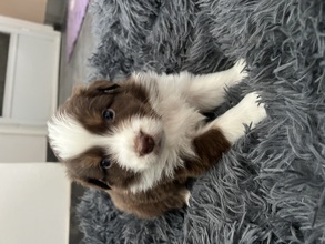 8 Australian Shepherd til salg på købhund.dk