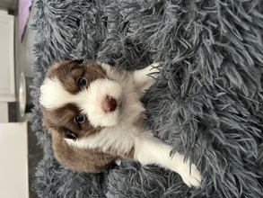 8 Australian Shepherd til salg på købhund.dk