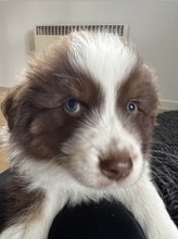 8 Australian Shepherd til salg på købhund.dk