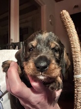 5 Ruhåret Gravhund til salg på købhund.dk