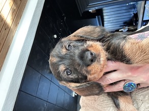 5 Ruhåret Gravhund til salg på købhund.dk