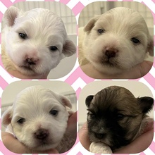 4 Coton de Tulear til salg på købhund.dk