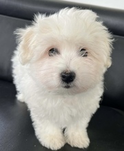 4 Coton de Tulear til salg på købhund.dk