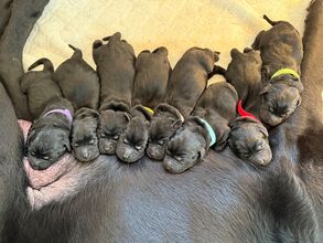 7 Labrador Retriever til salg på købhund.dk