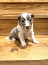 7 Shetland Sheepdog til salg på købhund.dk