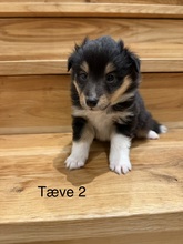 7 Shetland Sheepdog til salg på købhund.dk