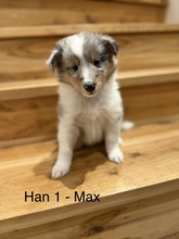 7 Shetland Sheepdog til salg på købhund.dk