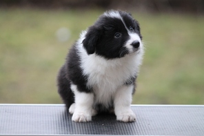 7 Border Collie til salg på købhund.dk