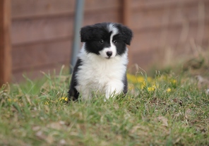 7 Border Collie til salg på købhund.dk